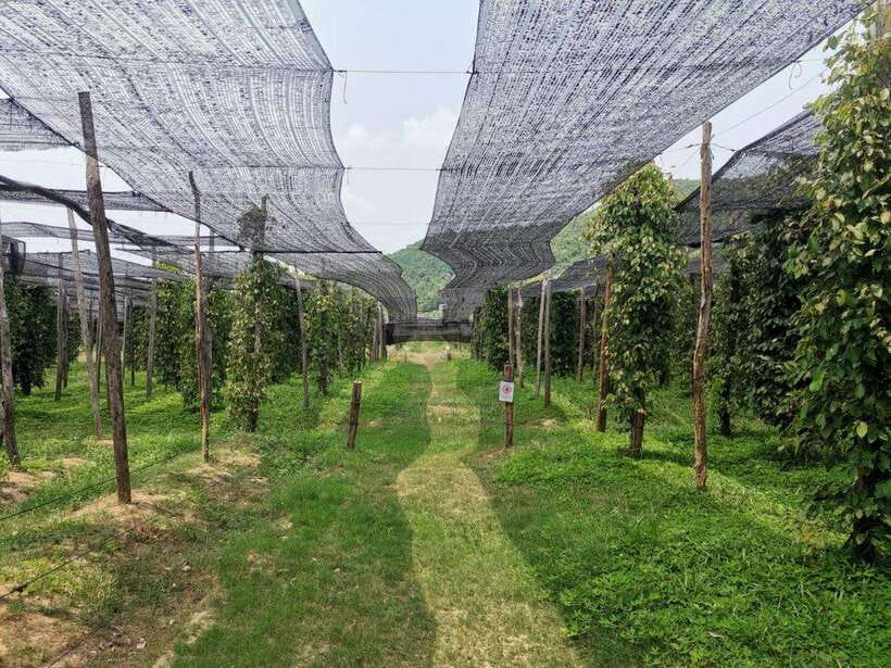 Kampot Pepper Farm Tour: Salt Fields, La Plantation & Cave - Key Highlights You’ll Actually Care About