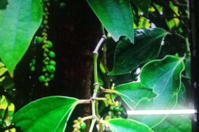 KAMPOT TRAVEL-Pepper farm. Cave.Secret lake-Crab market & Salt... - Who This Tour Suits Best (And Who Might Want to Rethink It)