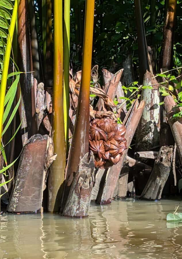 Kampot's Countryside & Kayak Tour, Pepper Farm include Lunch - Salt Fields, Villages, Rice Fields, and Farmer Life