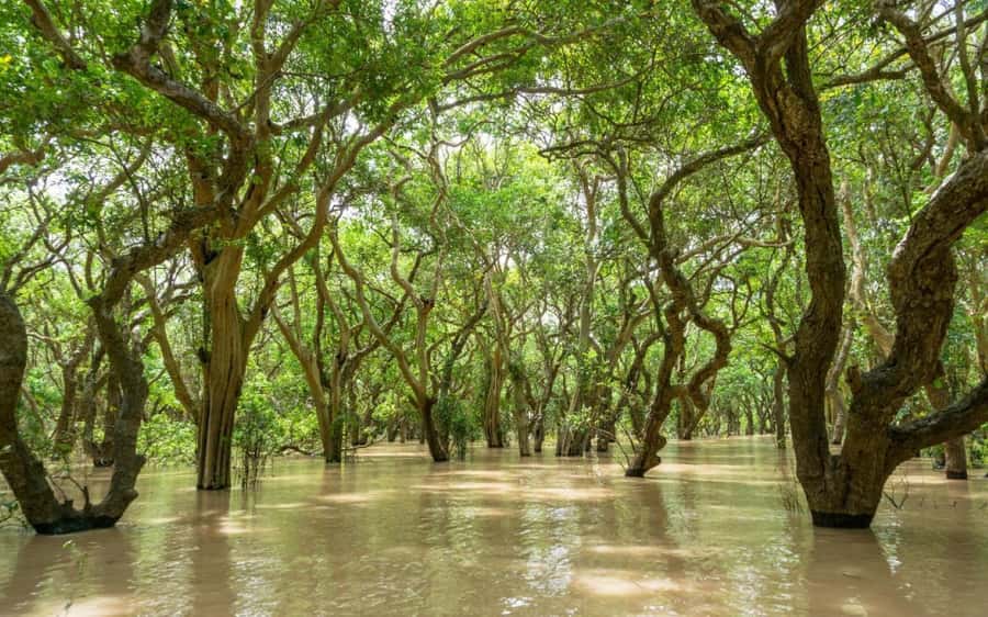 Kompong Pluk Tour - Getting to Kompong Phluk from Siem Reap: Quick, Easy, Comfortable