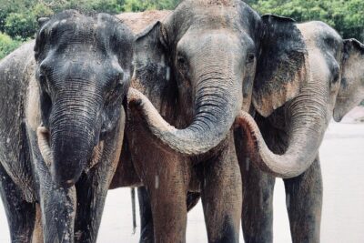Kulen Elephant Forest and Tonle Sap Lake by Private Tour - Kulen Elephant Forest: feeding and walking with mahouts