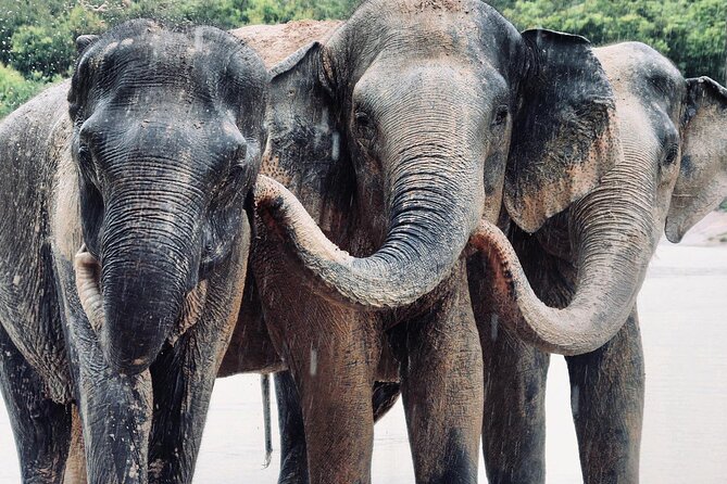 Kulen Elephant Forest and Tonle Sap Lake by Private Tour - Kulen Elephant Forest: feeding and walking with mahouts