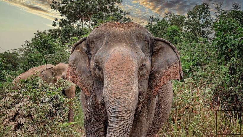 Kulen Elephant Forest Siem Reap in Small Group - Key Points at a Glance