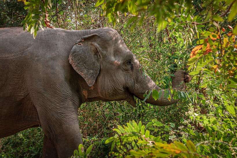 Kulen Elephant Forest Siem Reap in Small Group - Getting to Kulen: the 1-hour drive and how the day starts