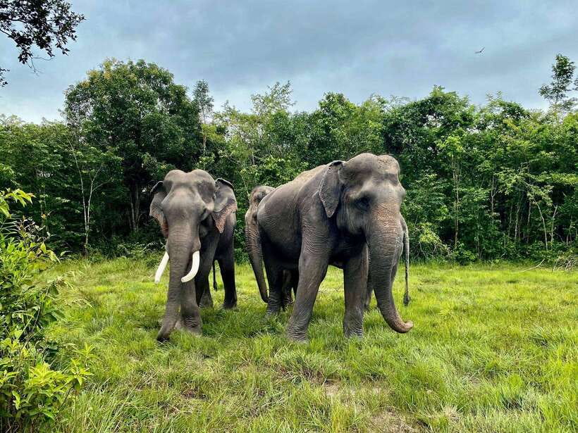 Kulen Elephant Forest Siem Reap in Small Group - Price and value: does $69 make sense in Siem Reap?
