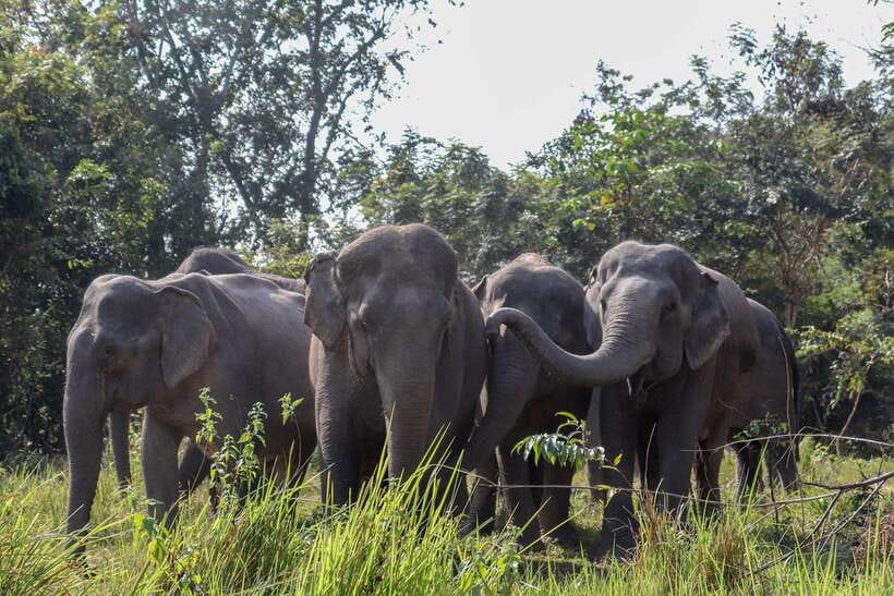 Kulen Elephant Forest & Tonlesap Lake - Key things to know before you go