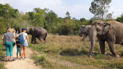 Kulen Elephant Forest & Tonlesap Lake - Price and time: what $126 buys on a 5–8 hour day