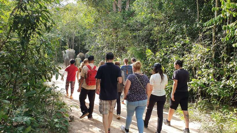 Kulen Elephant Forest & Tonlesap Lake - Rain or shine: handling the jungle walk without ruining your day