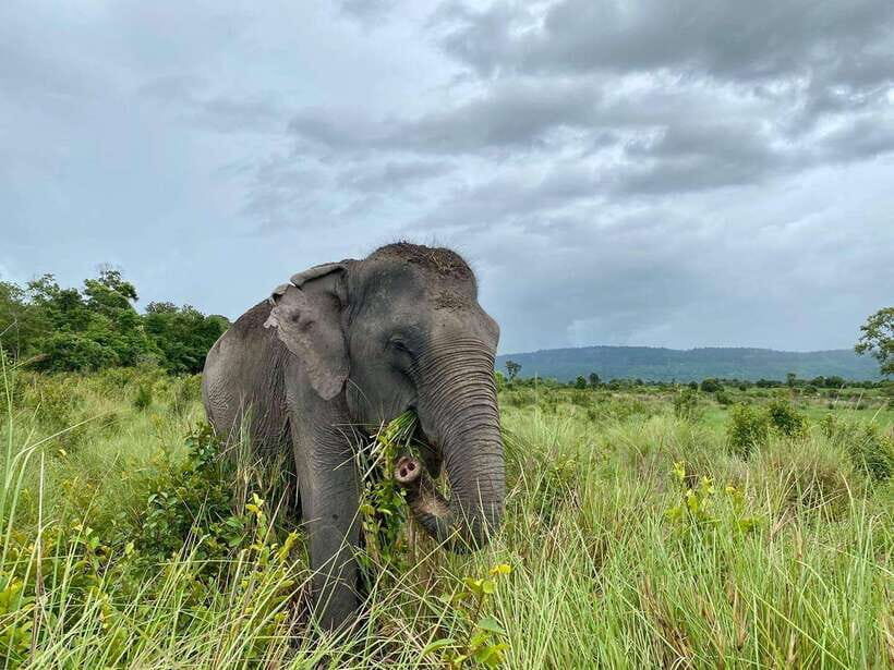 Kulen Elephant Forest Tour with Hotel Pick-up & Drop off - The forest walk: following elephants into their real routine
