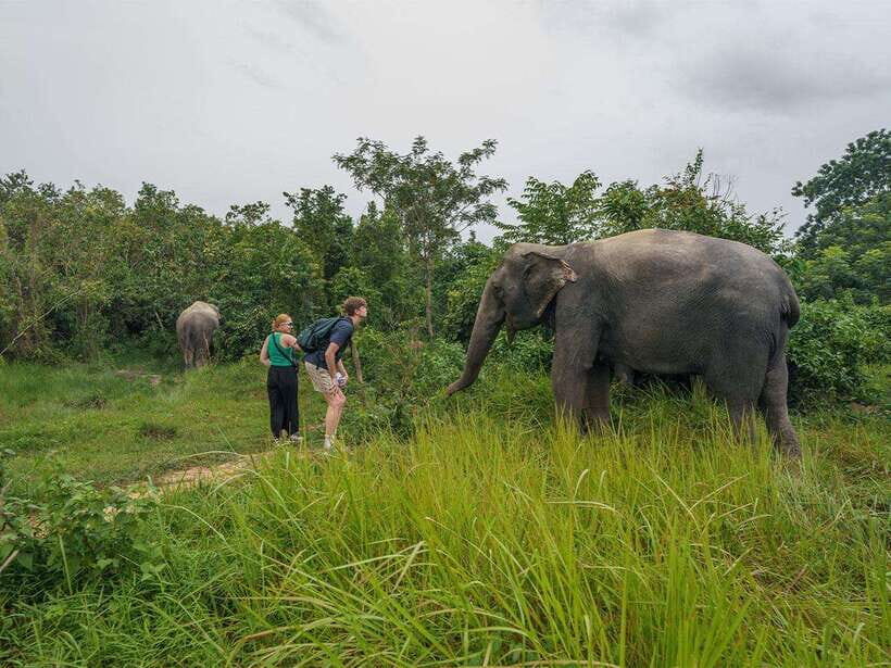 Kulen Elephant Forest Tour with Hotel Pick-up & Drop off - Guides, ethics, and what “no riding” really means here