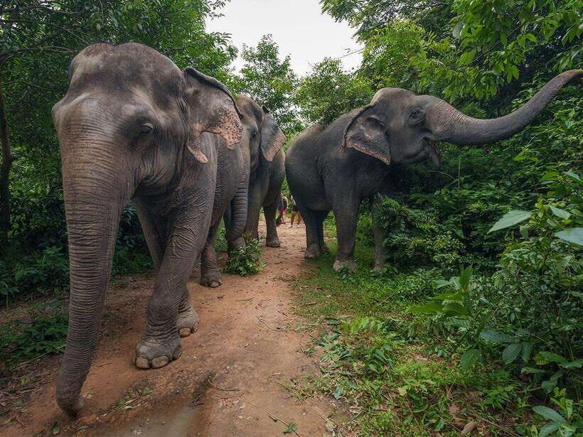 Kulen Elephant Forest Tour with Hotel Pick-up & Drop off - Arrival at Kulen Elephant Forest camp: orientation first, cameras second