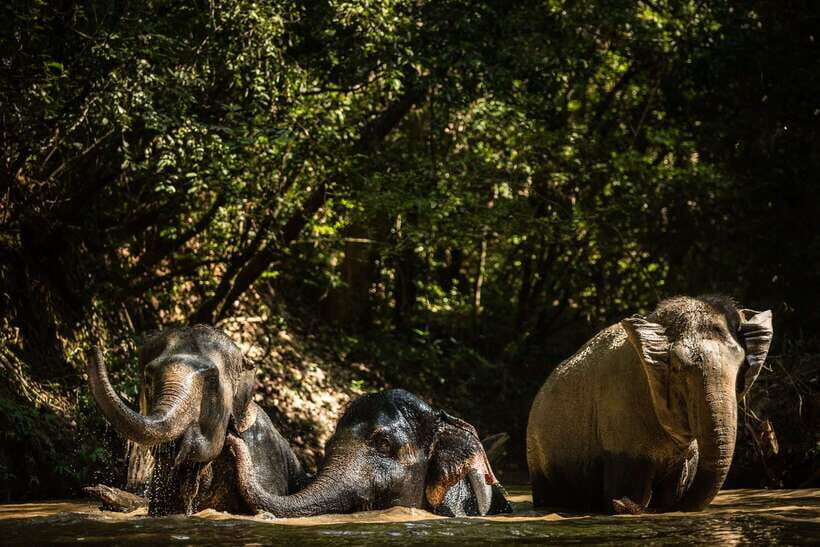Kulen Mountain Day Trip with Picnic & Kulen Elephant Forest - The 7:30 AM drive: village scenes, rice paddies, and palm sugar at Phum Preah Dak