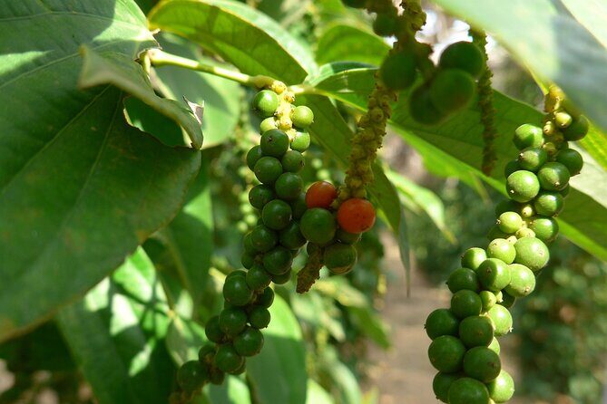 La Plantation tour (discovering Kampot Pepper) + Lunch - Key Highlights You’ll Feel Right Away