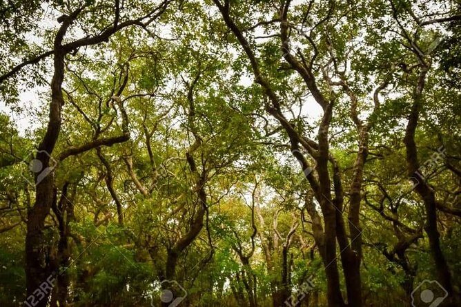 Mechrey Floating Village Tour & Mangrove from Siem Reap - Mangrove-like scenery, or at least shoreline nature