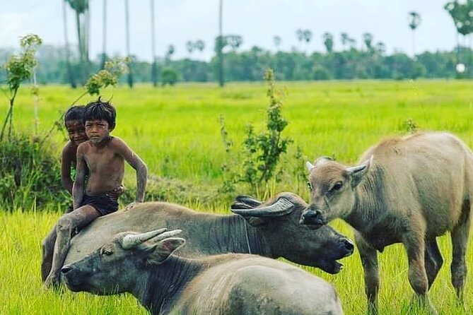 Morning Tour,Ak Phnom temple,Rice wine,Rice Paper, killing Field - Price and Logistics: Is $20 Really Good Value?