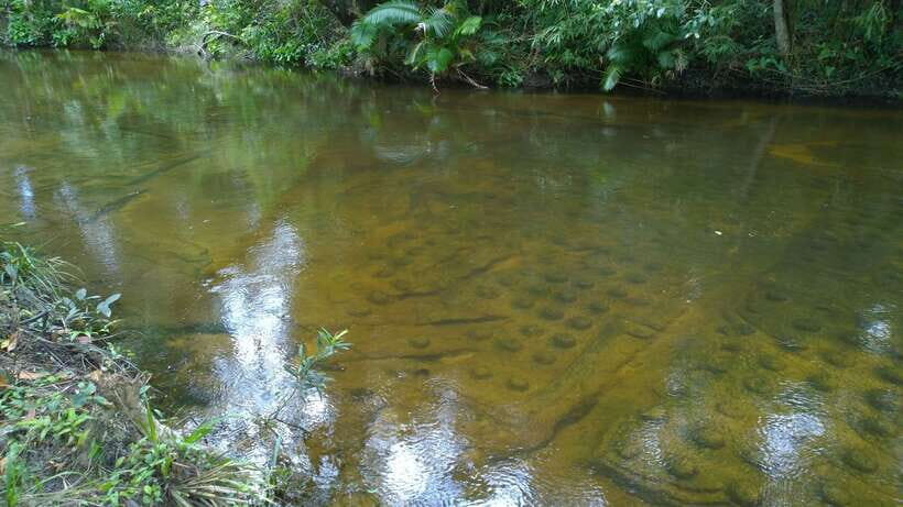Phnom Kulen National Park Admission Ticket - The 1,000 Lingas sacred river: what you’ll see