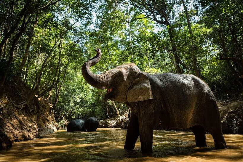 Phnom Kulen Park: Tour with Elephant Forest from Siem Reap - Phum Preah Dak: Palm Cake and Palm Sugar Without the Tourist Script