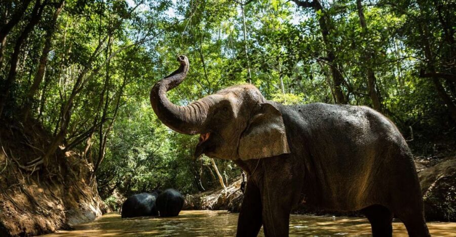 Phnom Kulen Park: Tour with Elephant Forest from Siem Reap - Small Group, Strong Guides, and Driver Comfort
