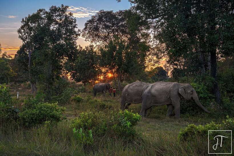 Phnom Kulen Park: Tour with Elephant Forest from Siem Reap - Price and Value: Is $230 Worth It From Siem Reap?