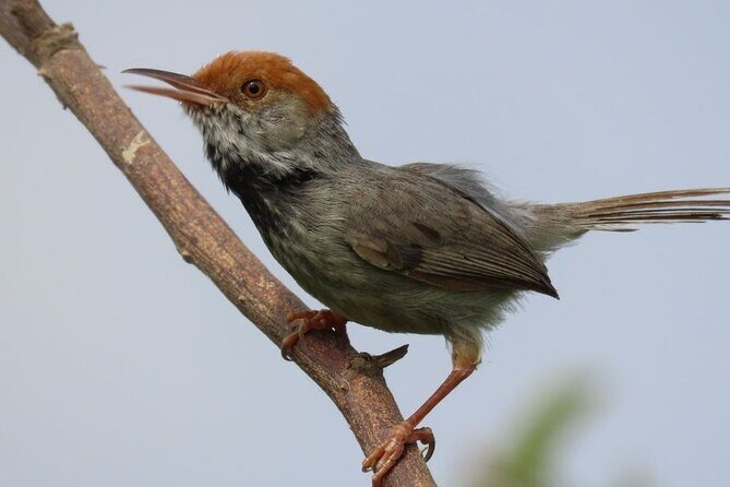 Phnom Penh Birding Experience and Brunch - Ferry to Wetlands: The Real Point of This Morning