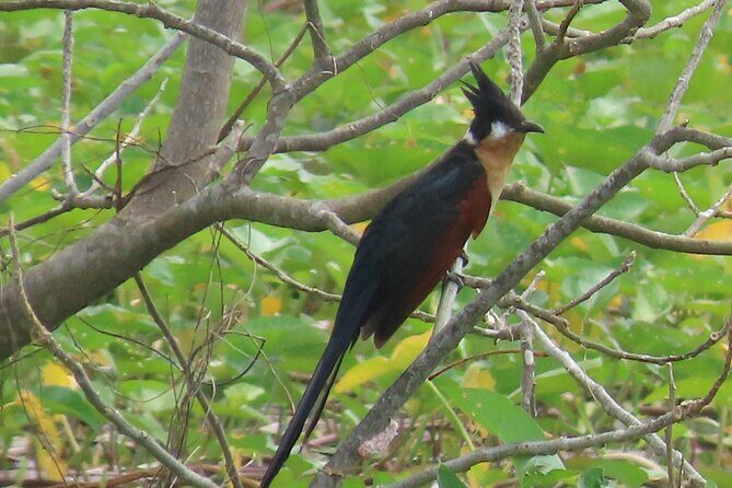 Phnom Penh Birding Experience and Brunch - How the Guide Gets You on Birds (Not Just Around Birds)