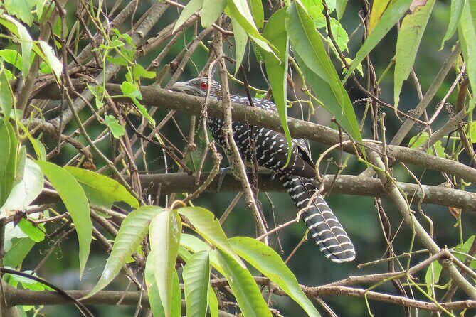Phnom Penh Birding Experience and Brunch - Skyland 7NG Rice Fields and Lotus Farms: More Than a Stretch