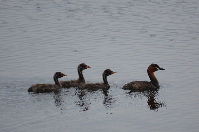 Phnom Penh Birding Experience and Brunch - Breakfast With a Lake View: Fuel Without the Formality