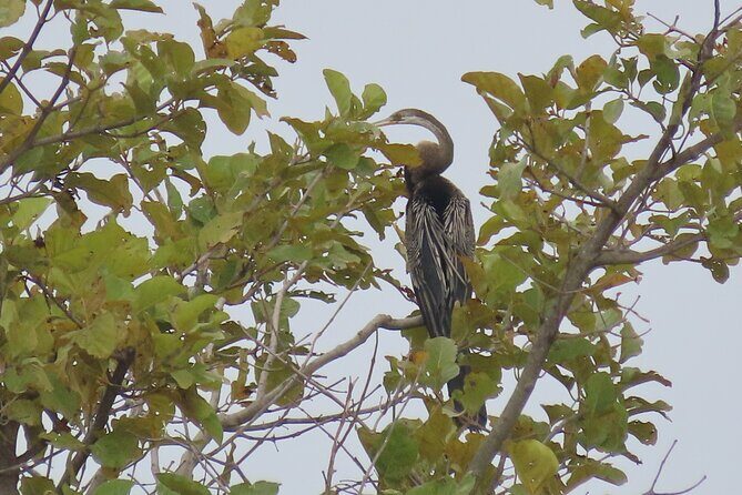 Phnom Penh Birding Experience and Brunch - Birds You Can Expect to See (And How to Think About Them)