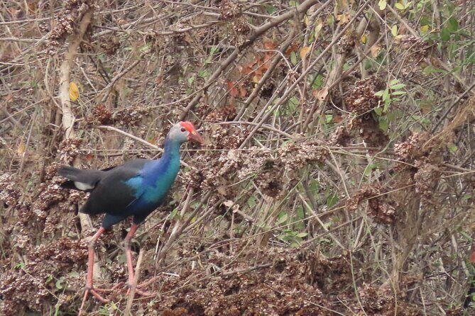 Phnom Penh Birding Experience and Brunch - The $85 Value: What You Get for a Half Day