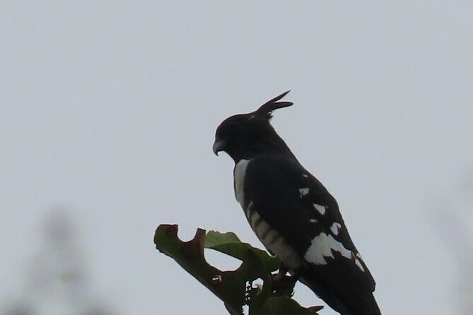 Phnom Penh Birding Experience and Brunch - Who This Birding-and-Brunch Tour Is For