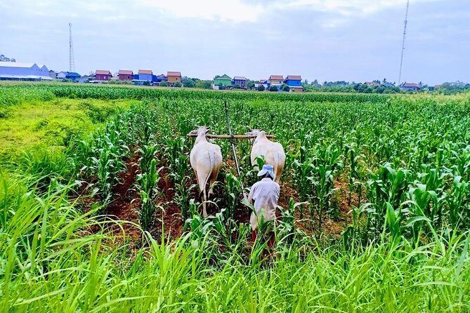 Phnom Penh Countryside Cycle Tour - Craft Stops That Actually Teach: Sedge Mats and Silk Weaving