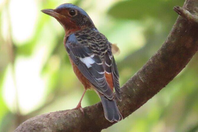 Phnom Penh & Kirirom National Park Birds Tour - Key things I’d mark on your planning list