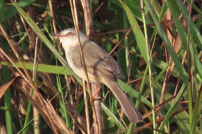 Phnom Penh & Kirirom National Park Birds Tour - Price and value: what $350 buys besides a bus ride