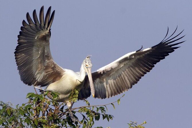 Prek Toal Birds Sanctuary and floating Village Private Day Tour - Key highlights you’ll care about