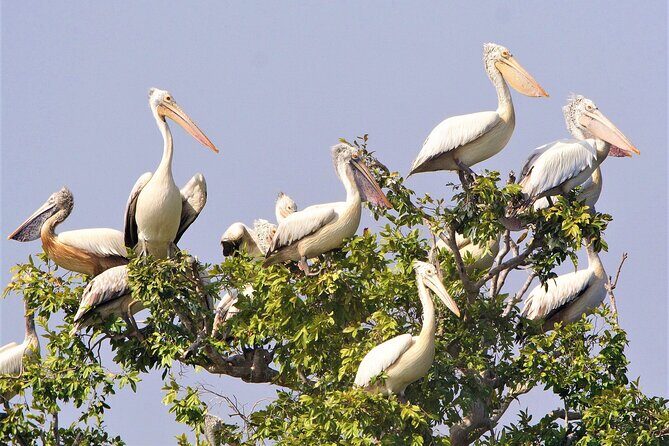Prek Toal Birds Sanctuary and floating Village Private Day Tour - Tonlé Sap cruising: learning the lake by watching it
