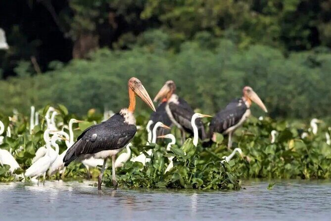 Prek Toal Birds Sanctuary and floating Village Private Day Tour - Prek Toal Floating Village stop: where daily life meets conservation