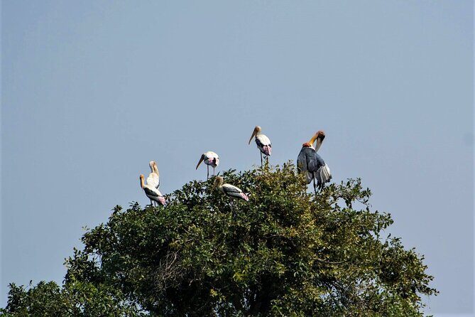 Prek Toal Birds Sanctuary and floating Village Private Day Tour - Prek Toal Bird Sanctuary: bird-spotting that stays peaceful