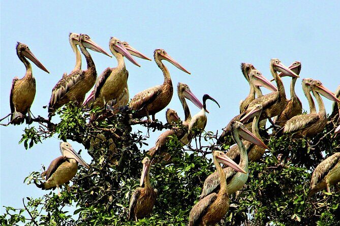 Prek Toal Birds Sanctuary and floating Village Private Day Tour - Price and what you get for $170.05 per person