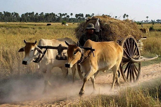 Private Siem Reap Quad Bike Adventure - Key highlights you’ll actually feel