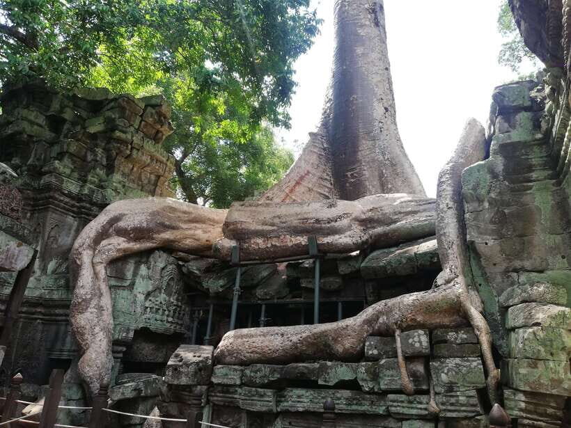 Private Sunrise Angkor Wat Tour - Ta Prohm: tree roots and the Tomb Raider Temple feel
