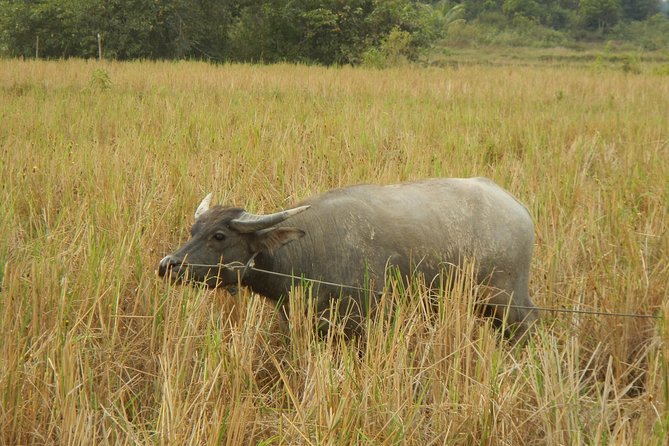 Rice Fields & Rural Villages Tour - Biking details: helmets, pacing, and how hard it feels