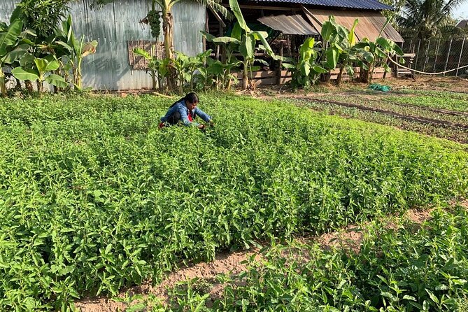 Rural Countryside Experience Tour in Siem Reap - The farm route: mushroom farm and vegetable fields