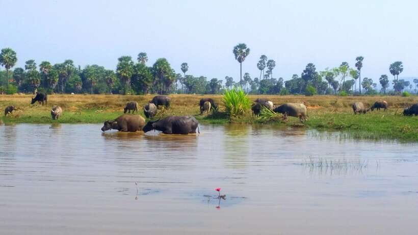Siem Reap: 6-Hour Easy Rider Motorbike Tour - Chai Village Monastery: Quiet Time in the Middle of Rice Fields