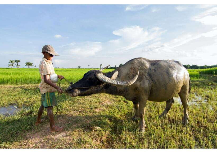 Siem Reap: Afternoon Cooking Class & Village Tour - Village tour time: seeing daily life and local landmarks