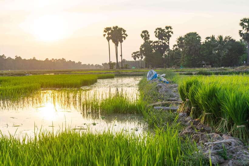 Siem Reap: Afternoon Cooking Class & Village Tour - Eating your homemade dinner (and making sense of it)