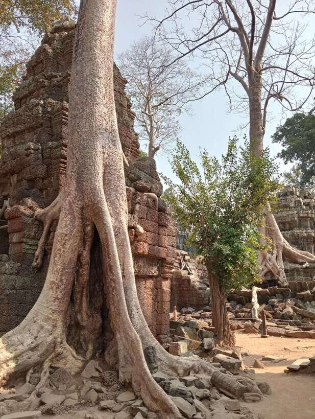 Siem Reap: Angkor Full-Day Group Tour with Japanese Guide - Why a Japanese guide makes Angkor easier (and more fun)