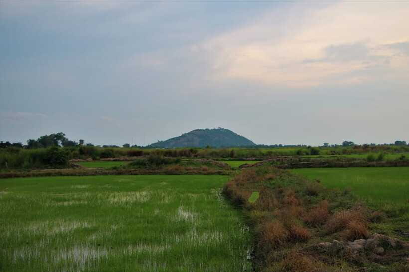 Siem Reap: Countryside Cycle and Local Village Life Tour - Ducks, rice, and how work connects: the duck farm + lotus-side context