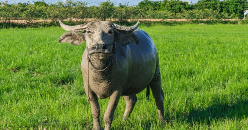 Siem Reap: Countryside Sunset Jeep Tour / SUV Available - Winery tasting: a break with a different side of Cambodia