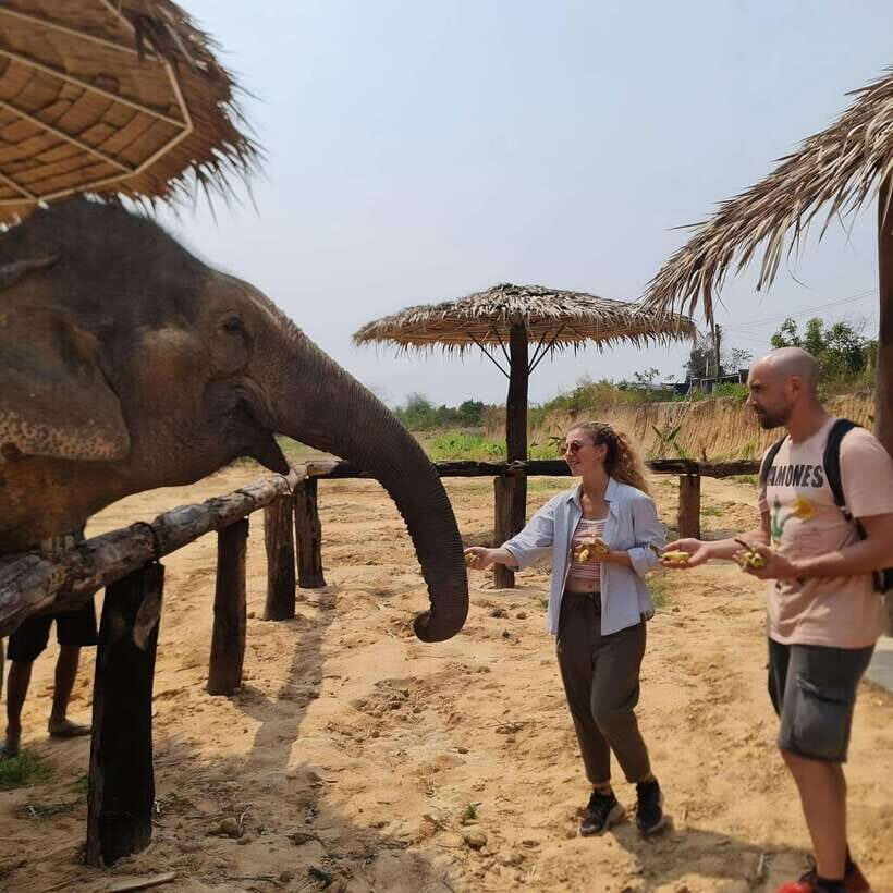 Siem Reap: Elephant Sanctuary Included Hotel Pickup Drop-off - Feeding the Elephants: Meals Tailored for Digestive Well-Being