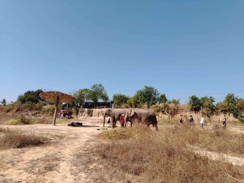 Siem Reap: Elephants & Apopo Rat Demining Private Trip - Elephants Meet Landmines: Two Big Missions, One Easy Day